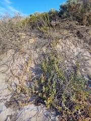 Tetragonia decumbens