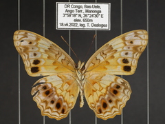 Phalanta eurytis eurytis