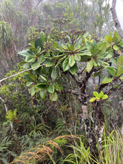 Apiopetalum velutinum