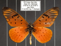 Acraea pseudegina