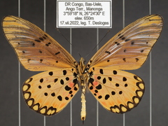 Acraea pseudegina