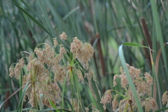 Scirpus pedicellatus