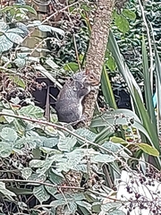 Sciurus carolinensis