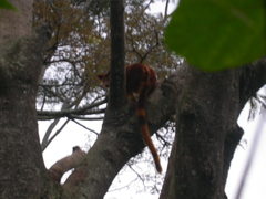 Dendrolagus goodfellowi