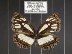 Neptis melicerta