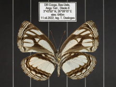 Neptis melicerta
