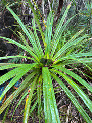 Freycinetia