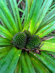 Freycinetia