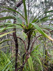 Freycinetia