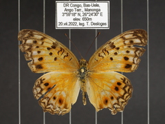 Phalanta eurytis eurytis