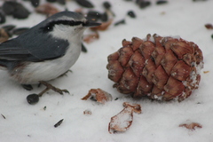 Sitta europaea asiatica