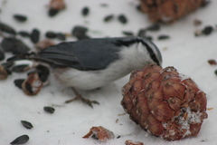 Sitta europaea asiatica