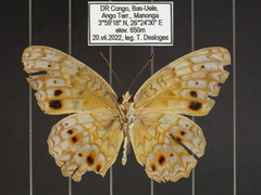 Phalanta eurytis eurytis