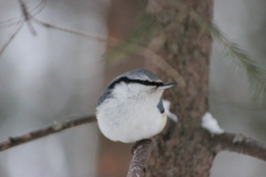 Sitta europaea asiatica