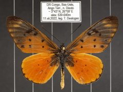 Acraea pseudegina