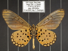 Acraea pseudegina
