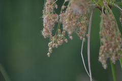 Scirpus pedicellatus