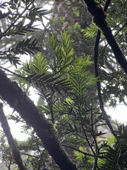 Acmopyle pancheri