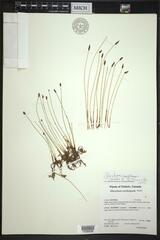 Eleocharis uniglumis
