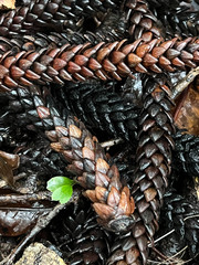 Araucaria
