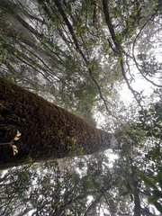 Araucaria