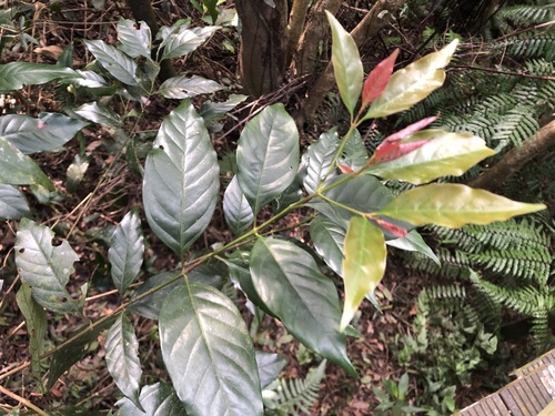 Aidia cochinchinensis iNat (3)
