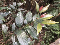 Aidia cochinchinensis