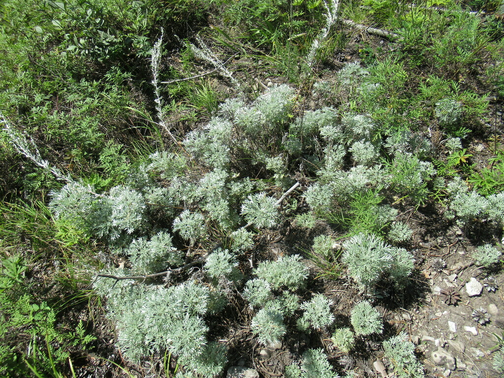 Artemisia Sericea From Черемховский р-н, Иркутская обл., Россия On ...