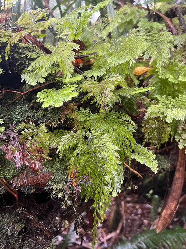 Hymenophyllum deplanchei observed 2023-01-27