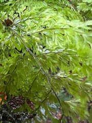 Hymenophyllum deplanchei