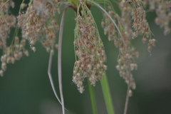 Scirpus pedicellatus