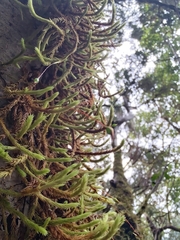 Leucodon canariensis