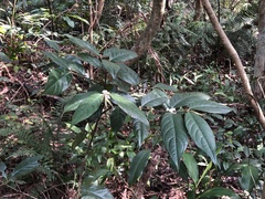 Lasianthus formosensis