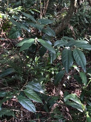 Lasianthus formosensis