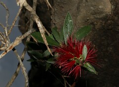 Melaleuca comboynensis