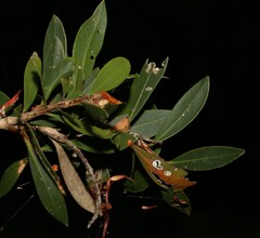 Melaleuca comboynensis