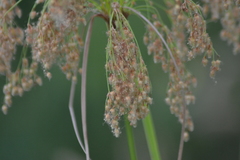 Scirpus pedicellatus