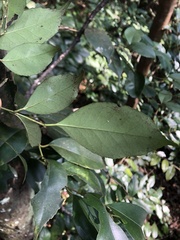 Ilex ficoidea