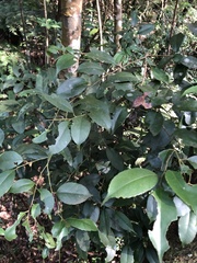 Ilex ficoidea