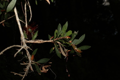 Melaleuca comboynensis