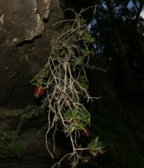 Melaleuca comboynensis
