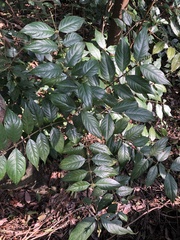 Lasianthus formosensis
