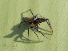 Bagheera laselva