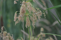 Scirpus pedicellatus
