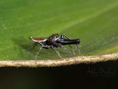 Bagheera laselva
