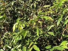 Archidendron lucidum