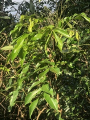 Archidendron lucidum