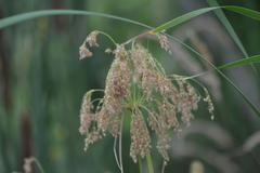 Scirpus pedicellatus