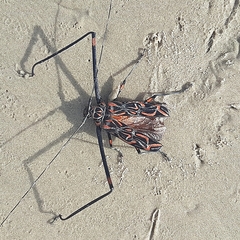 Acrocinus longimanus