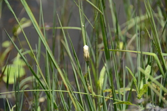 Hyperolius marmoratus taeniatus